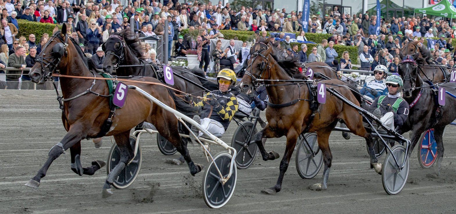 Emoji vinder Rex The Great løb på Derbydagen i 2024.