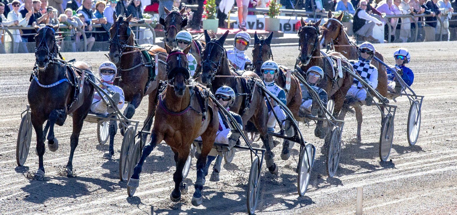 Copenhagen Cup-feltet 2024 på vej ud på sidste omgang med den senere vinder Barack Face i spids.