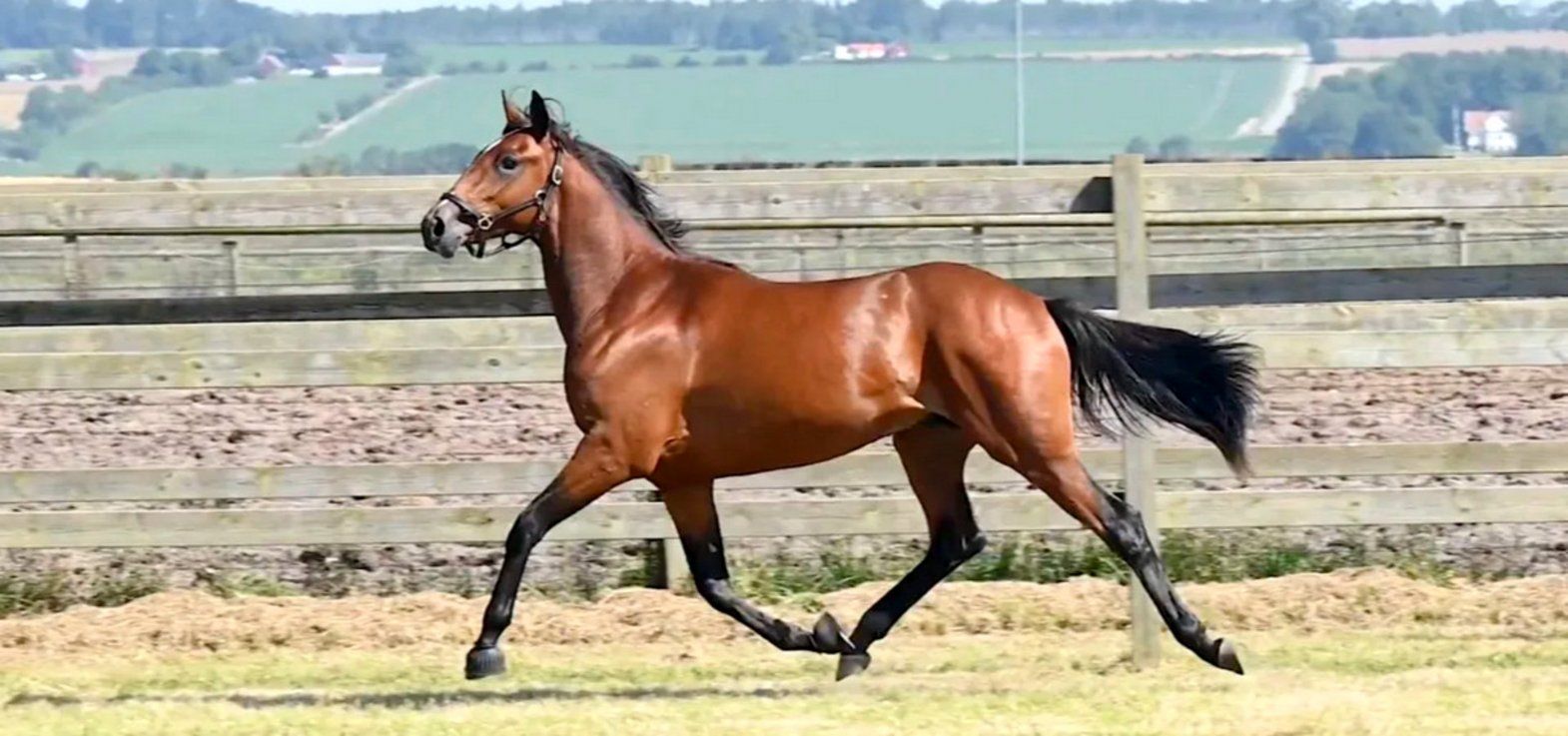 Ready Cash-sønnen Galileo blev dyrest på den svenske Derbyauktion fredag aften med hammerslag på 2.150.000 SEK.