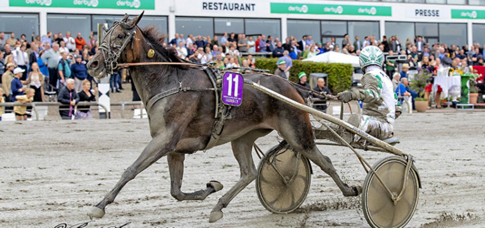 Følhoppen Golden C N blev ikke helt uventet dyrest på auktionen på Travauktioner.dk i uge 38.