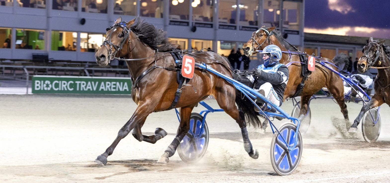 Anpartshesten Kryds Ved Støjberg er en af de heste, der er på Nytårsauktion på Travauktioner.dk.