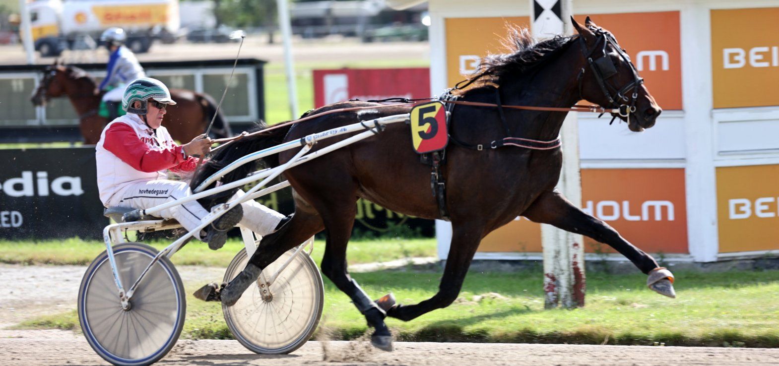 Maestro ved sit prøveløb sidste år som 2-års.