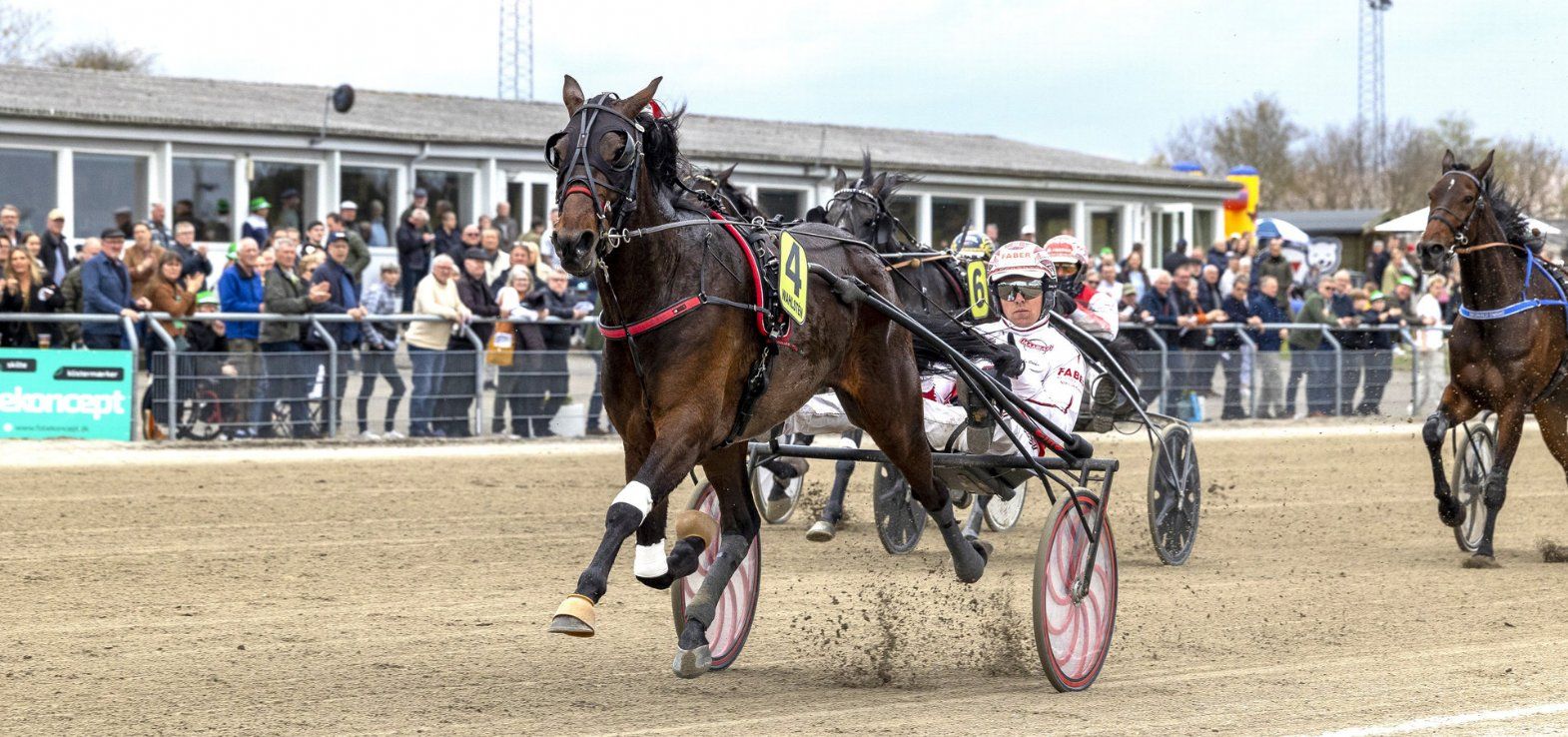 Y Not Diamant ved en tidligere sejr på Skive Trav.