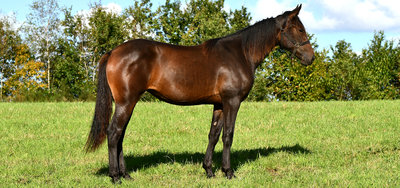 #86 Nicoline Mosebo på lørdagens Danish Yearling Sale.