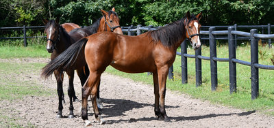 PRÆMIECHANCEN - husk tilmelding senest 30. november