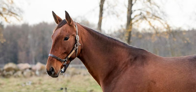 Houston Am blev solgt med følpenge betalt på Gimpanzee.