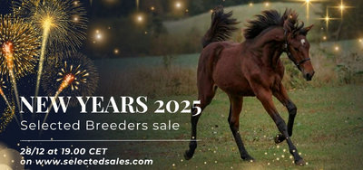 AUKTION: 17 af 32 heste solgt på Selected Sales-auktionen søndag aften