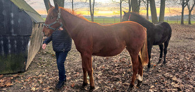 Olivia er eneste danskregistrerede afkom efter Elitlopps-vinderen Go On Boy.