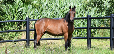 Skive Trav lancerer nye Selected Quick Auktioner