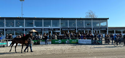 Musketerauktion - To salg ud af syv auktionsheste