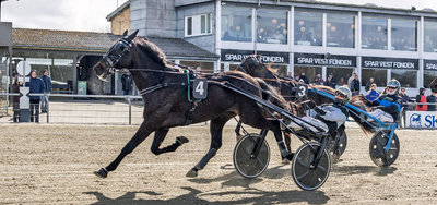 TIPSANALYSER til alle løbene - AARHUS lørdag 11. juli