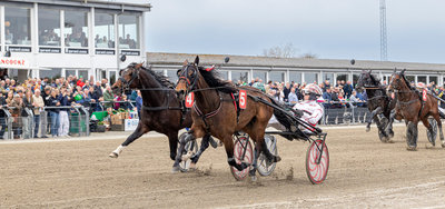 TIPSANALYSER til alle løbene - SKIVE V65 onsdag 14. oktober