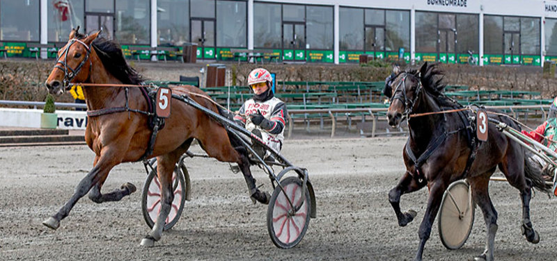 Team Lunden-hesten Leicester var i rutineløb søndag middag på Charlottenlund Travbane.