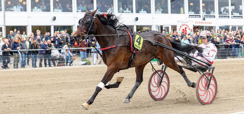 Y Not Diamant vandt på Musketerdagen sidste år.