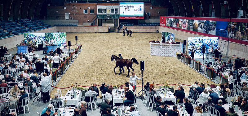 AUKTIONSNYT: Auktionstilmelding til Danish Yearling Sale forlænget