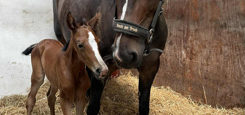 Føl nr. 19 hos LN Trotting blev et hoppeføl efter Garfield og Gloria K.