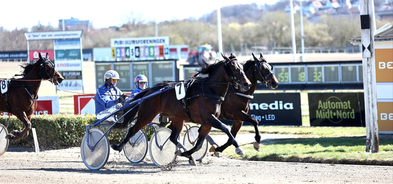 Pure Caviar ved en tidligere sejr i Aalborg med sin træner Gordon Dahl i sulkyen.