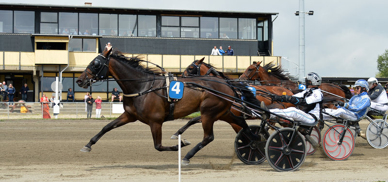 Highway Flamingo ved en af sine sejre på Falster i år. Fredag bliver hesten favorit i Richard Møller Nielsens Mindeløb i Odense.