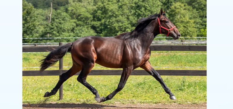 AUKTION - Ready Cash-søn dyrest på Solvalla Yearling Sale 2025