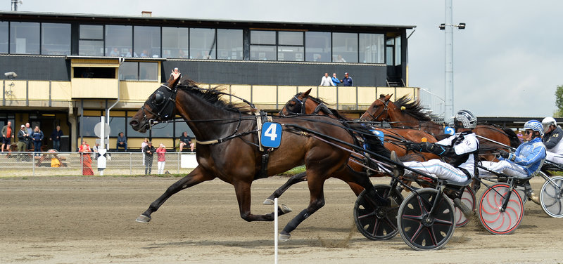 Highway Flamingo ved en af sine sejre på Falster i år.