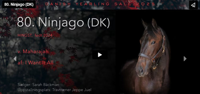 Ninjago blev købt tilbage for 220.000 kr. på årets Danish Yearling Sale.
