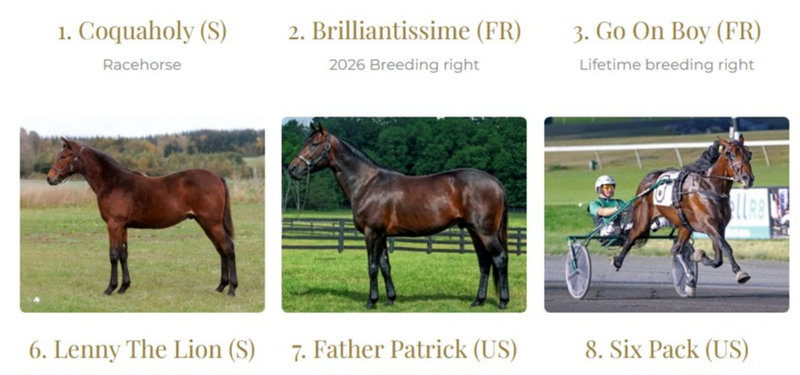 AUKTION - Fantastisk udbud på Selected Sales - Breeders reduction sale - på søndag