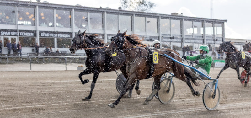 AUKTION - To heste mere tilmeldt ugens auktion på Travauktioner.dk