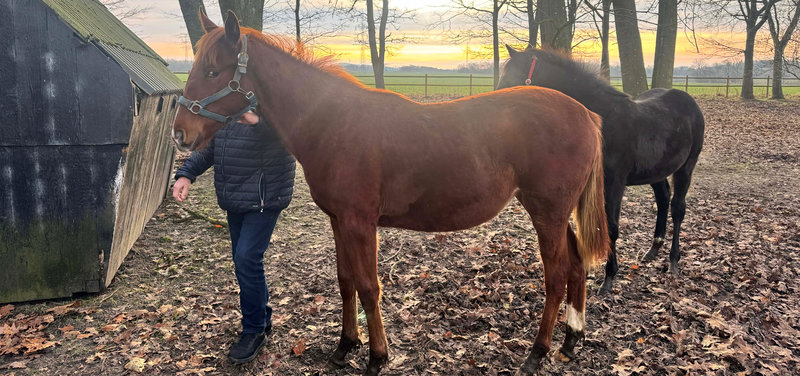 FØLNYT - Danmarks eneste afkom efter Elitlopps-vinderen Go On Boy
