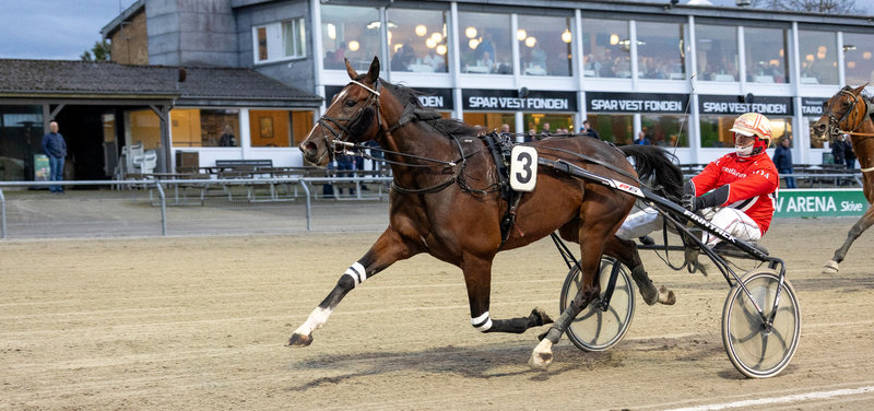 AUKTION - He Dares The Devil på internetauktion igen - sammen med to V85-vindere