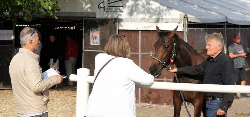 AUKTION - Tilmelding åbnet til de to Derbyauktioner