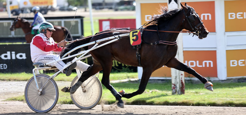 ANPARTSHEST - Stald Maestro er tæt på at tænde den røde lampe