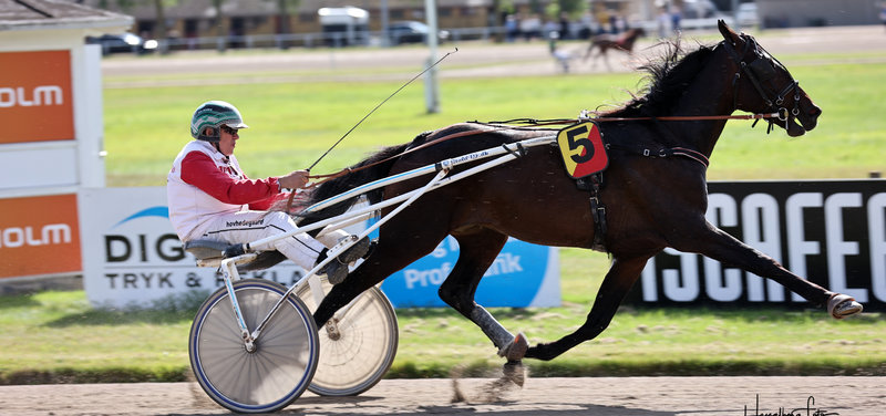 Hesteejerforeningen meddeler: Maestro udsolgt - Nyt projekt lanceres på torsdag