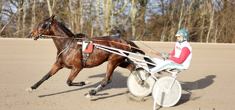 NY ANPARTSHEST - Hesteejerforeningen er klar til at sælge Melvin K