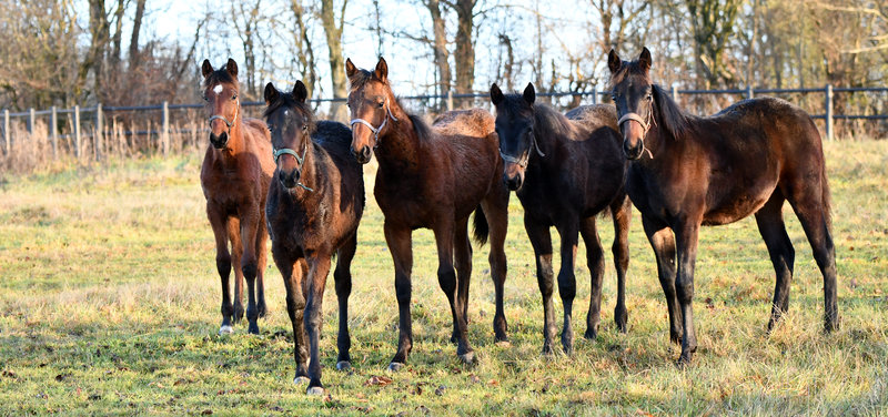 Dansk Hestevæddeløb med opråb og vigtig info til de danske opdrættere