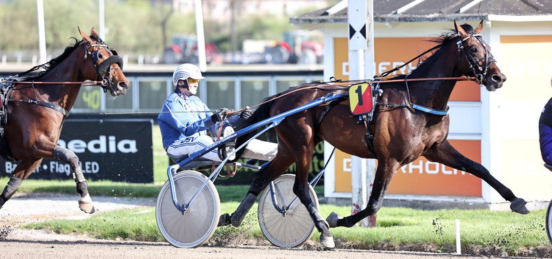 AUKTION - Ugens auktion på Travauktioner.dk lukker søndag aften