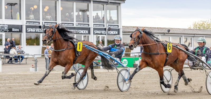 TIPSANALYSER til alle løbene - AALBORG V65 onsdag 29. juli